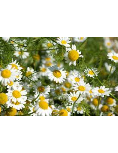insecticide pyrèthre naturel