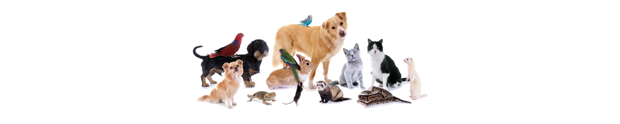 Animaux de compagnie
