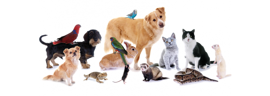 Animaux de compagnie
